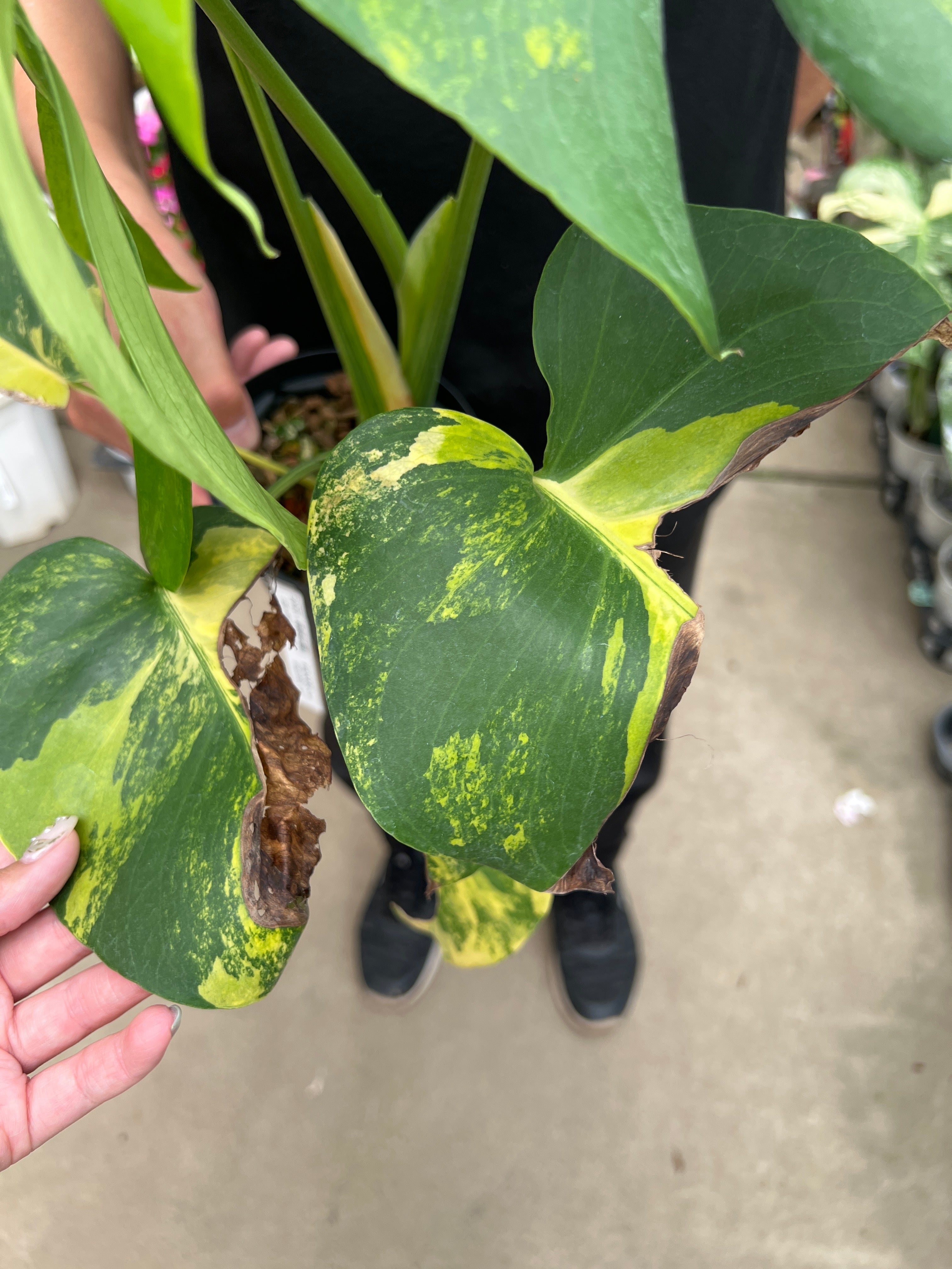 即売会SALE No.28081 もりお花園 モンステラ イエローマリリン 4号鉢