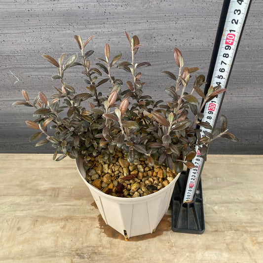 コロキア　フロステッドチョコレート　６号スリット鉢/オリジナル色