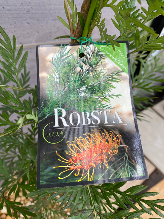 グレビレア ロブスタ 7号スリット鉢/オリジナル色