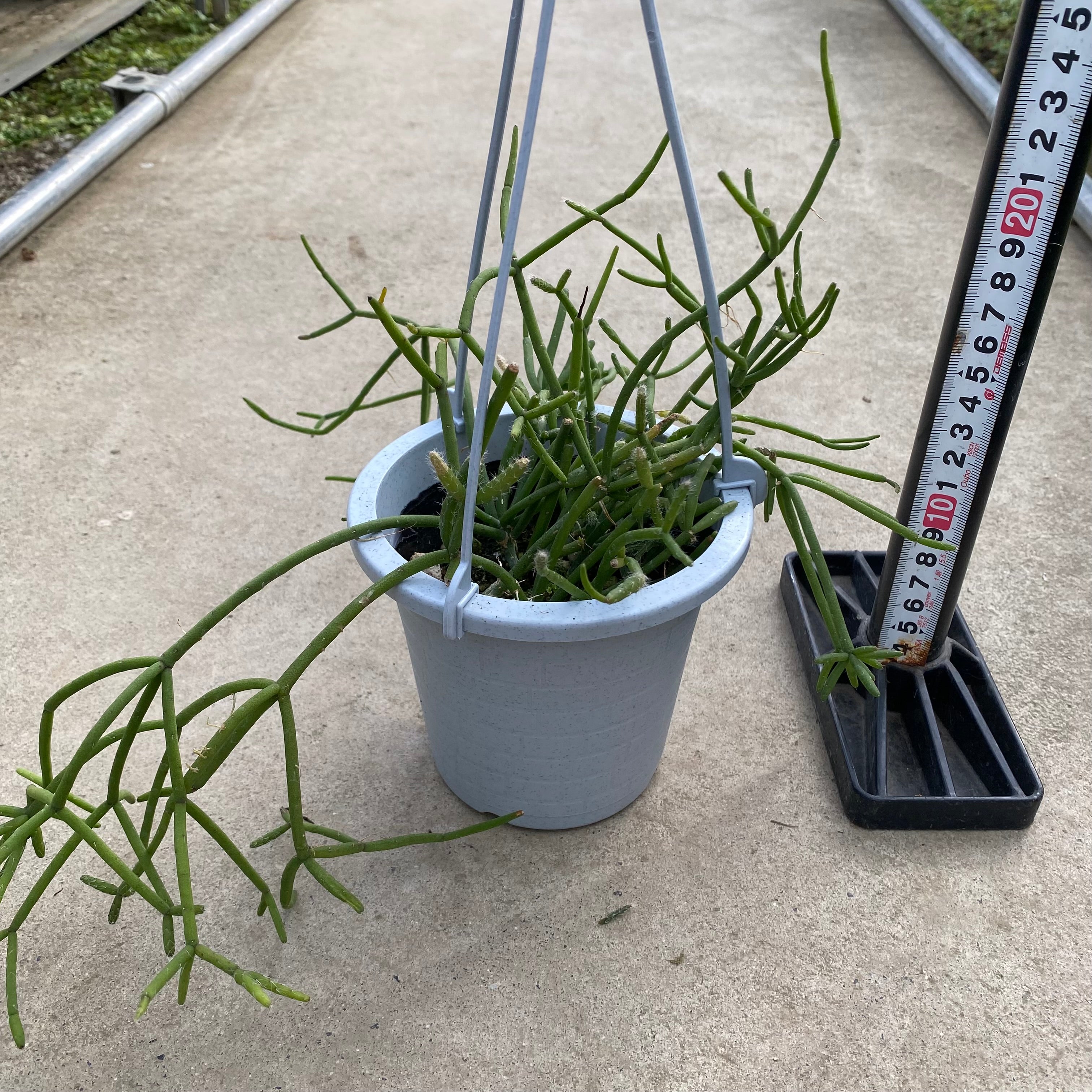 Pickup 全ての商品 – 植物家族