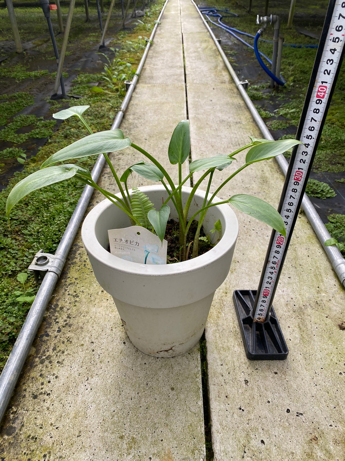 農場創業祭 No.26120　エチオピカ　7号おすすめ白ポット