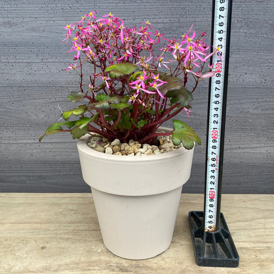 西洋大文字草　チーニ　6号オリジナルポット