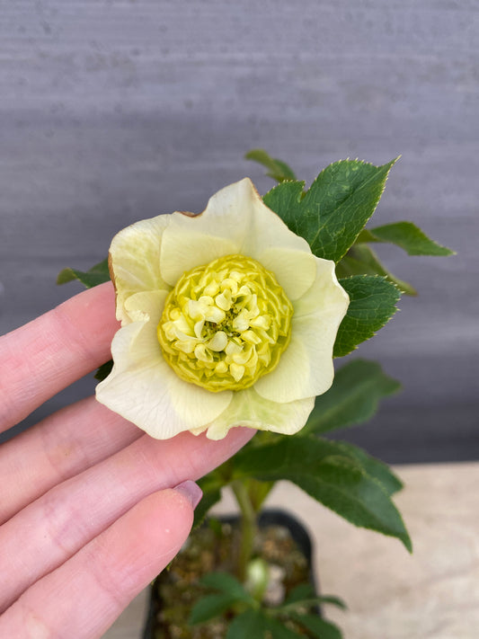 No.05115　横山園芸★クリスマスローズ　プリマドレス　5号苗ポット