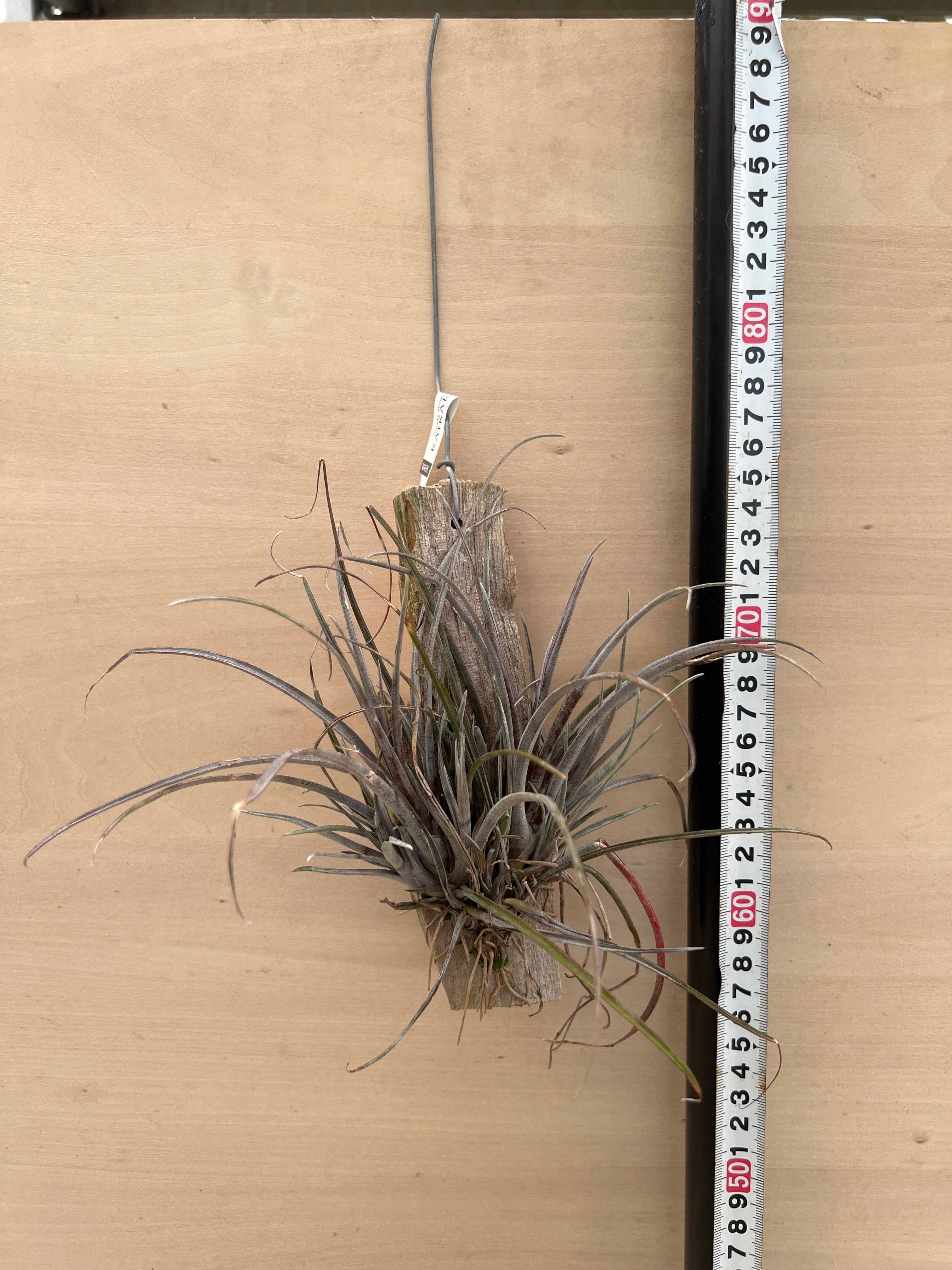 Pickup 全ての商品 – 植物家族
