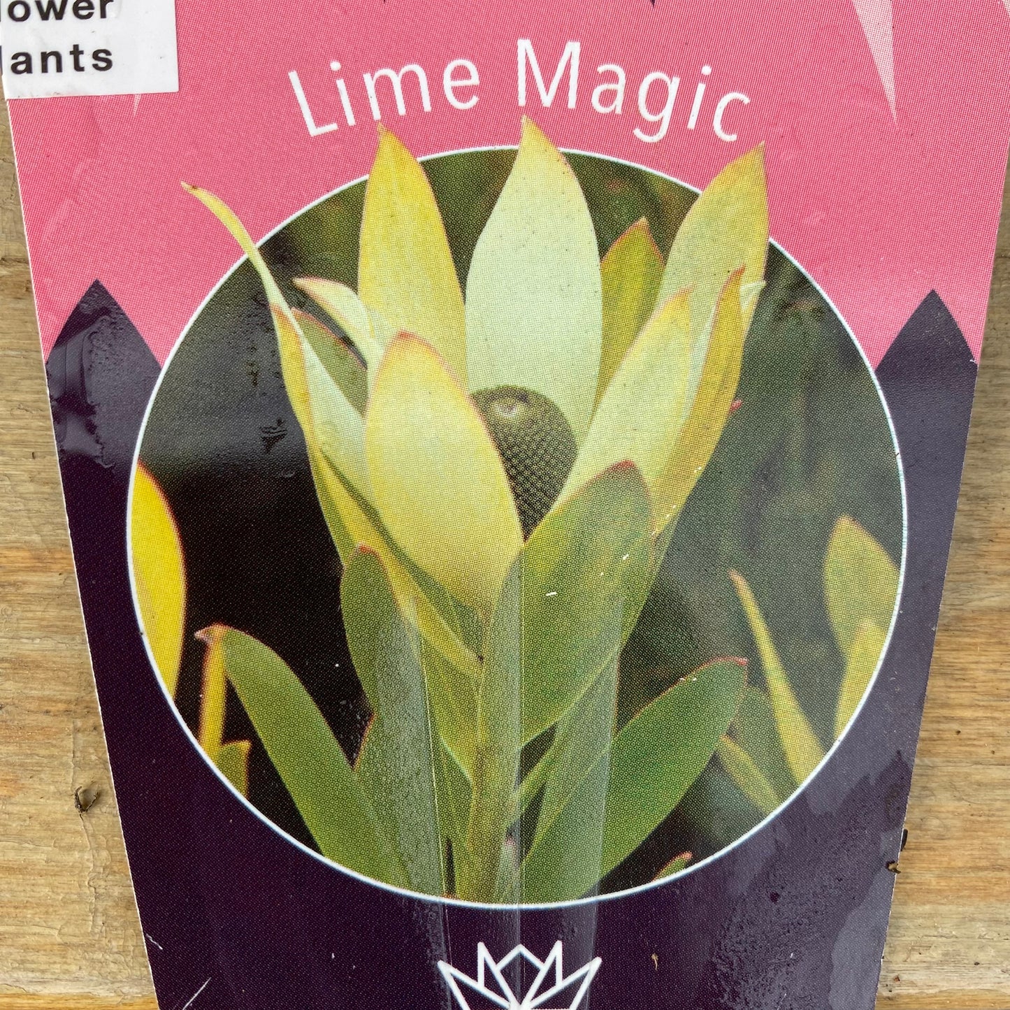 リューカデンドロン　ライムマジック　７号スリット鉢/オリジナル色