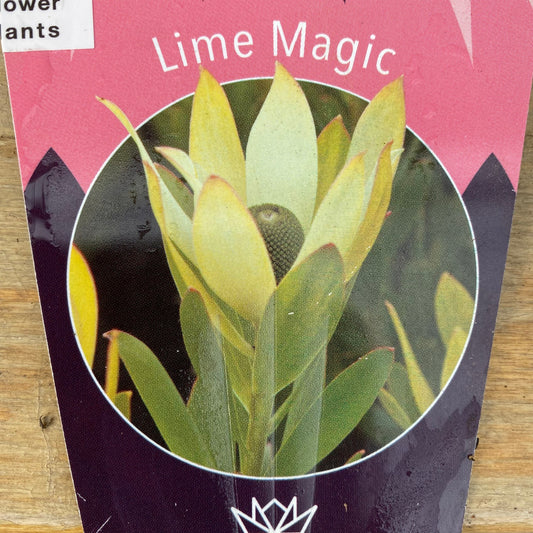 リューカデンドロン　ライムマジック　７号スリット鉢/オリジナル色