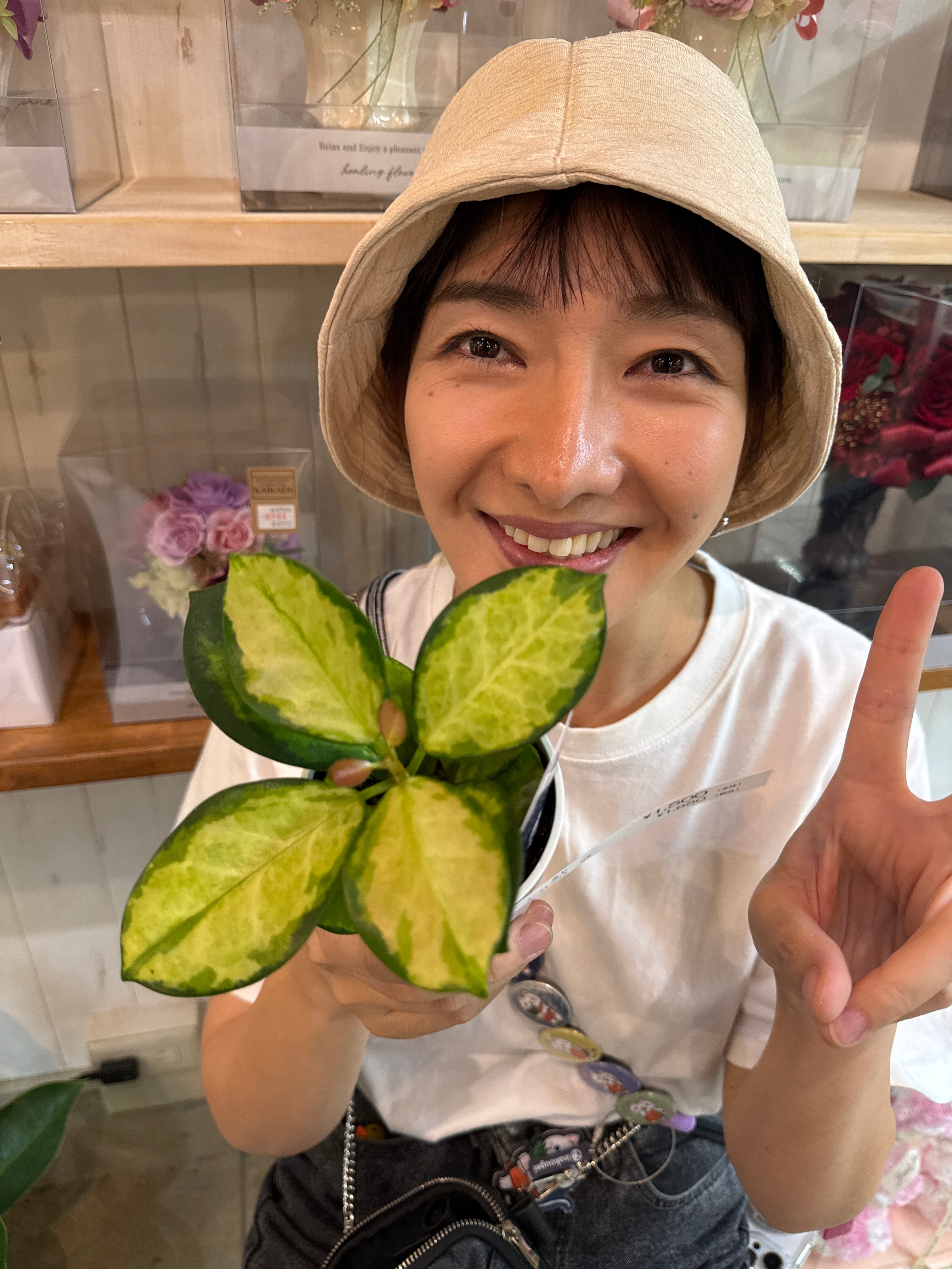 期間限定値下げ！早い者勝ち！　ＦＬＯＲＡＥ　ＪＡＰＯＮＩＣＡＥ　ＦＡＭＩＬＩＡＥ Zydeco Cherry Double | Syngenta Flowers