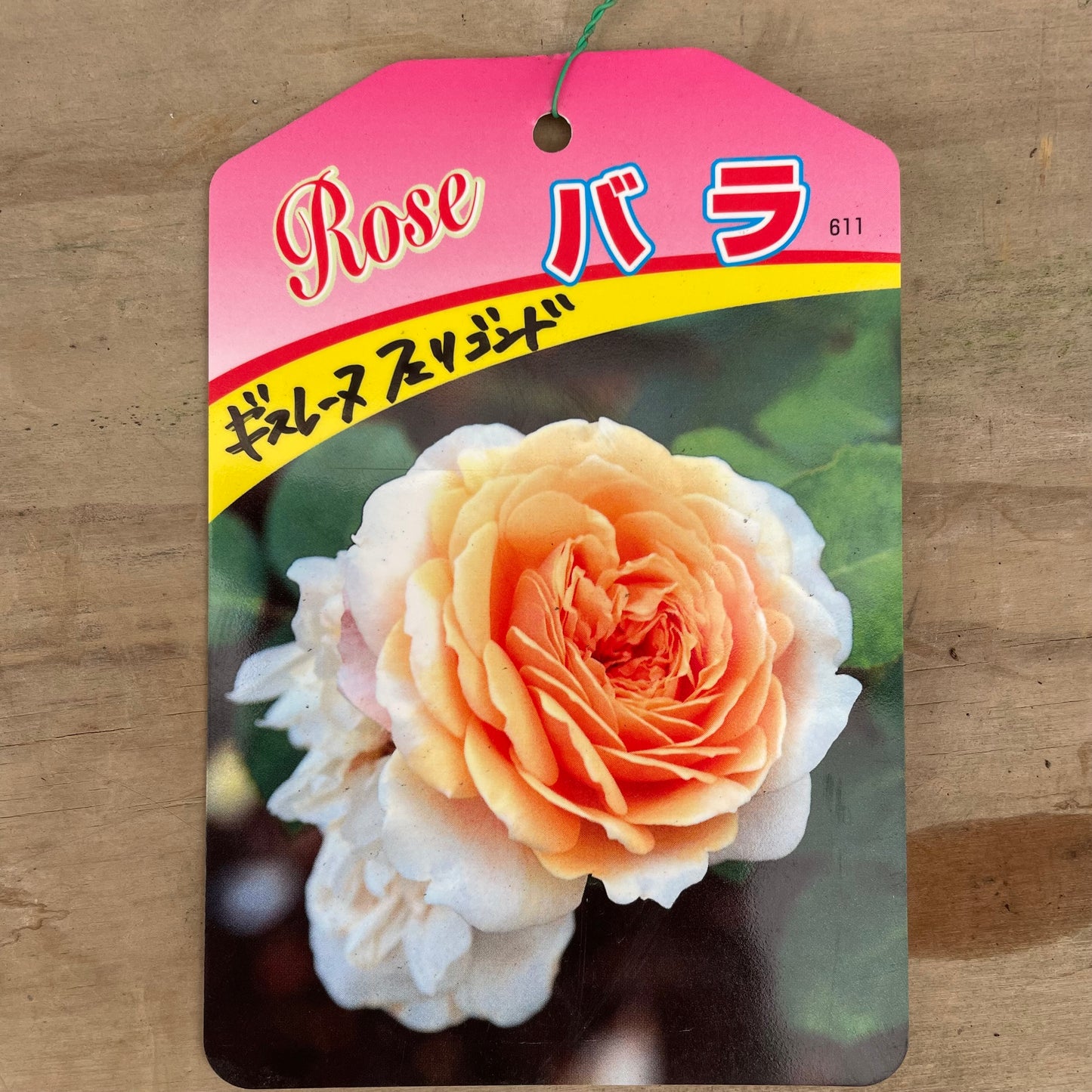 ローズなかしま★ツルバラ　ギスレーヌ　フェリゴンド　（ほぼトゲなし）6号鉢