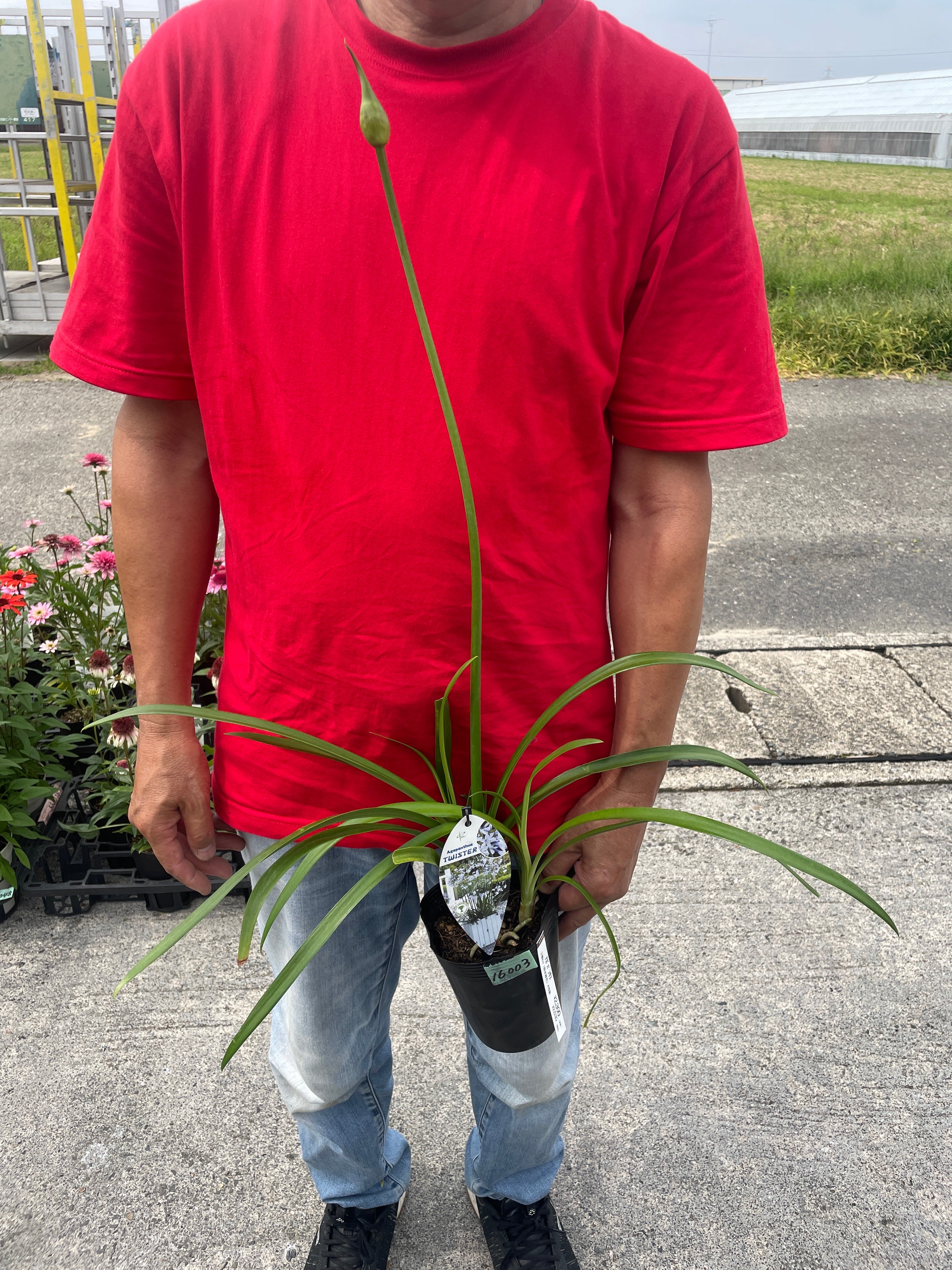 Pickup 全ての商品 – 植物家族