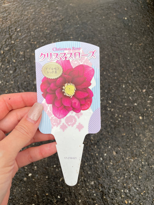 M21　クリスマスローズ　ダブル咲き　レッド系　5号鉢