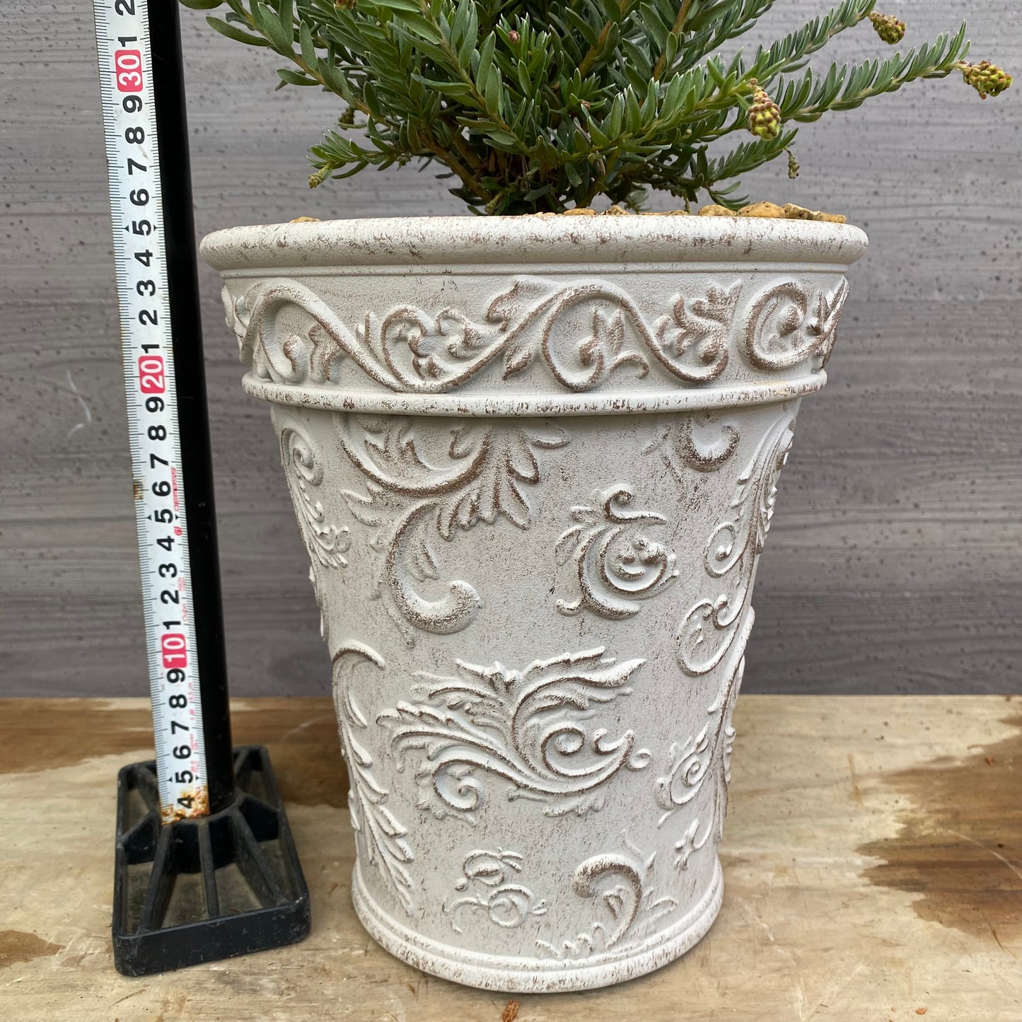 No.12016　グレビレア　ファイヤーワークス　ホワイトゴールドプラ鉢