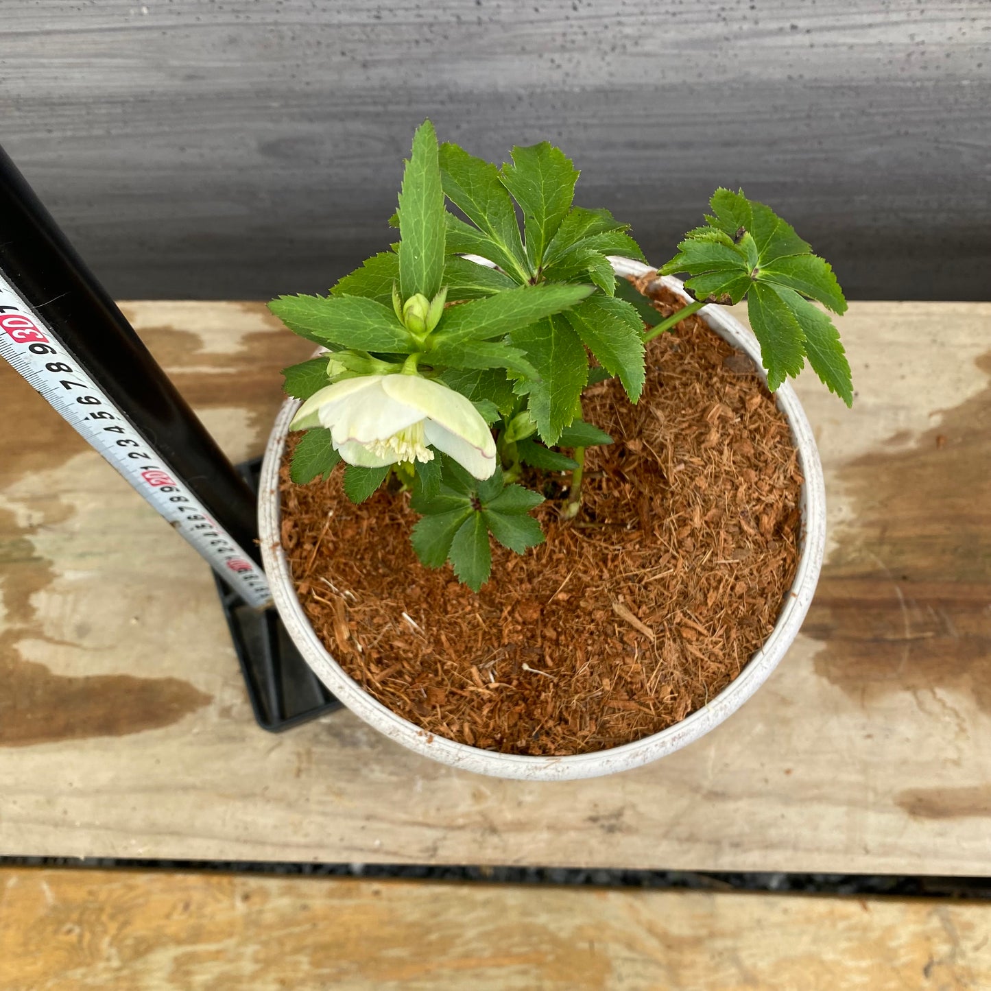 No.12011　クリスマスローズ　ホワイトゴールドプラ鉢