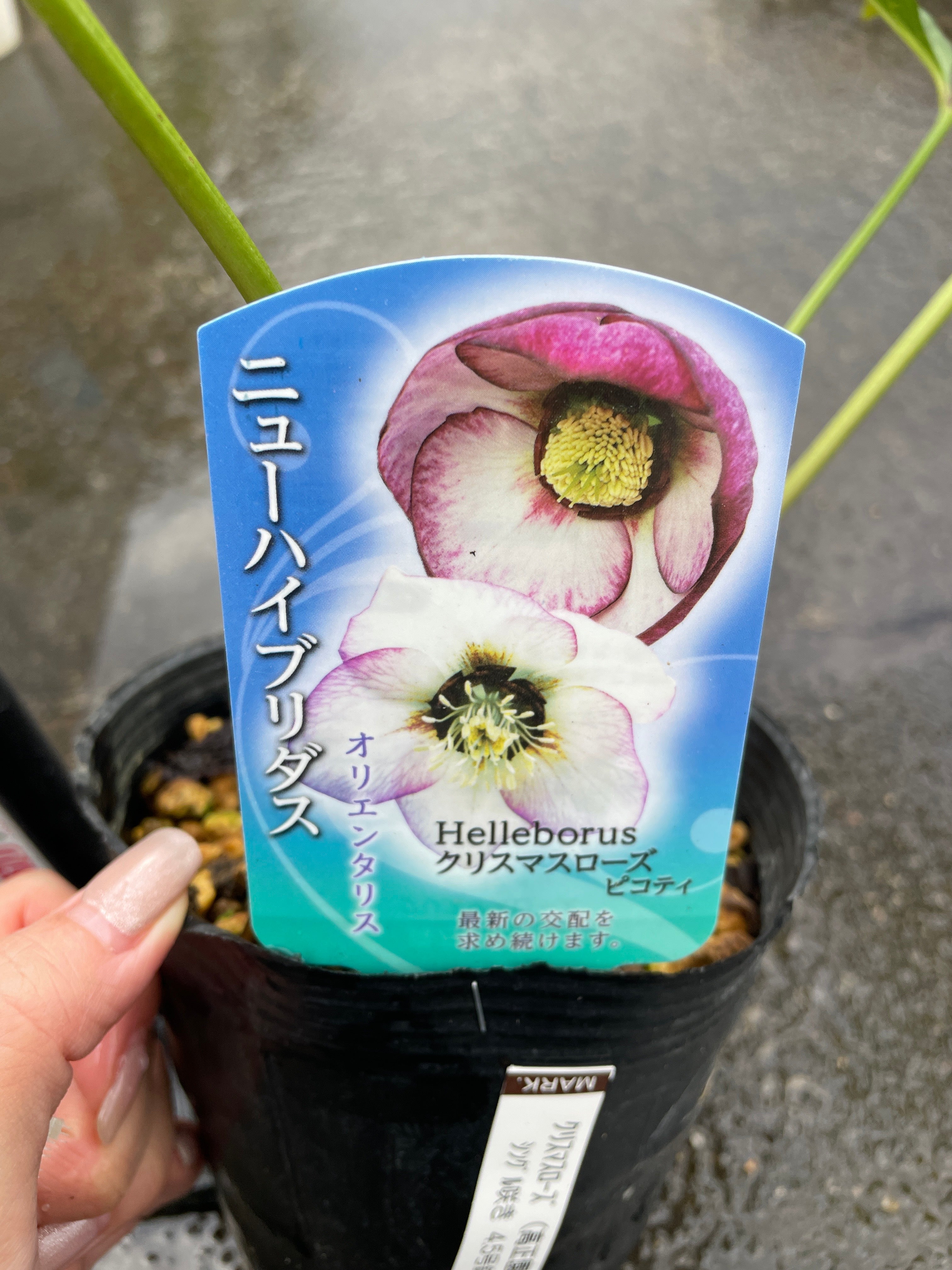 M31 クリスマスローズ ピコティ 4.5号苗ポット – 植物家族