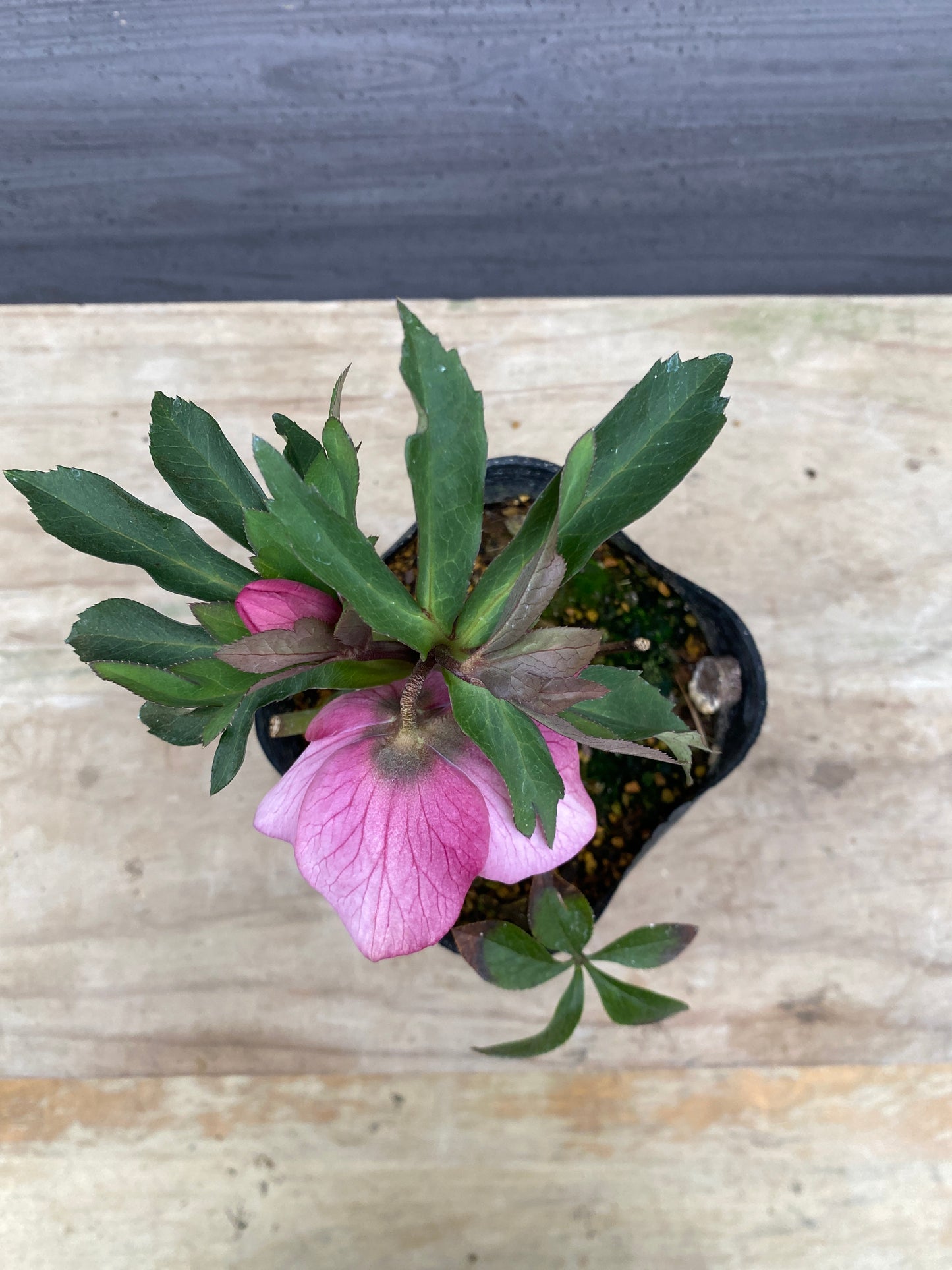 No.05081　横山園芸★クリスマスローズ　シングル咲き　5号苗ポット