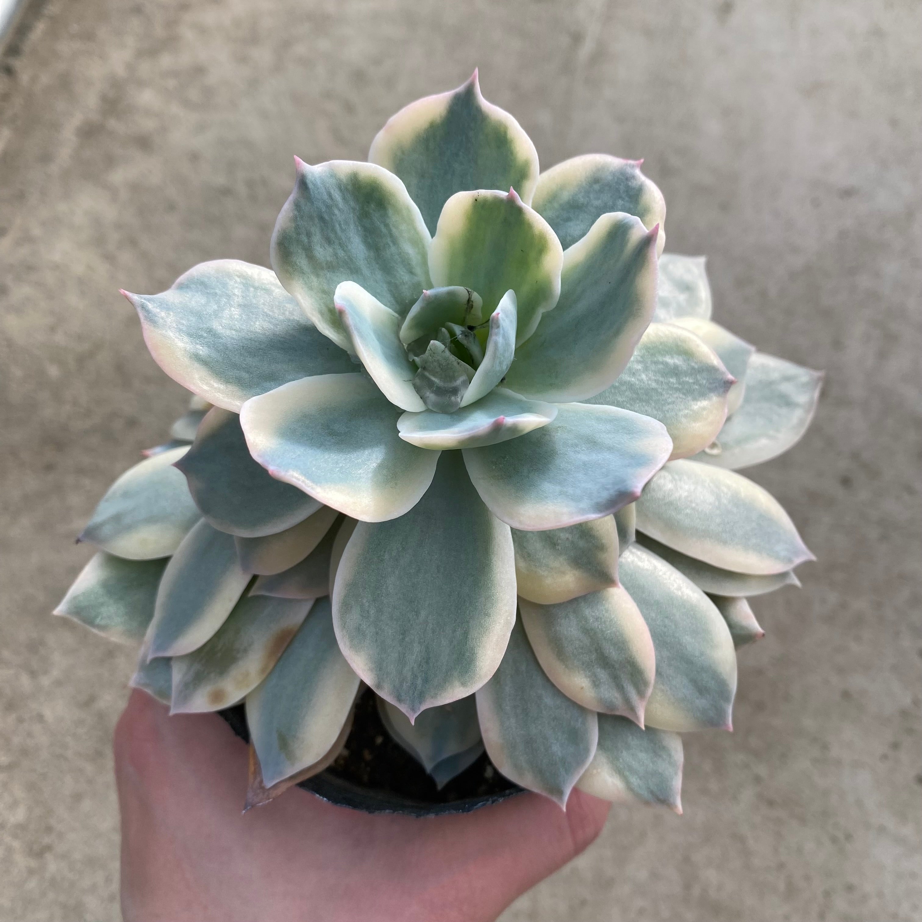 ぽ*た様 ❤️開花株❤️根充実❤️⭐️超⭐️沢山新芽❤️948⭐️極上⭐️極上発 木曜日のウェブショップ用