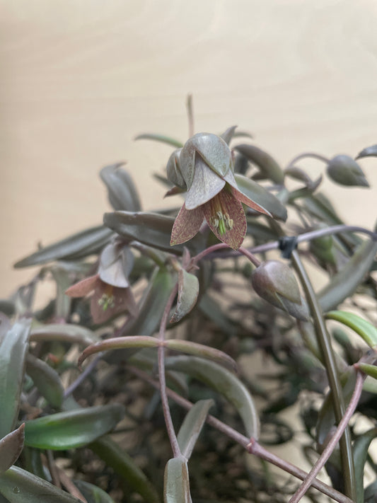 No.06025　カランコエ　ボーベルディ　黒錦蝶　6号鉢