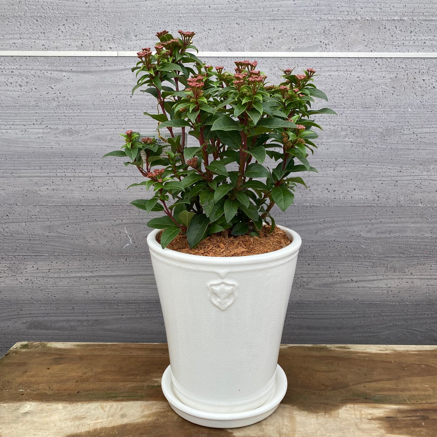 ビバーナムティヌス　花郷園さんオリジナルポット