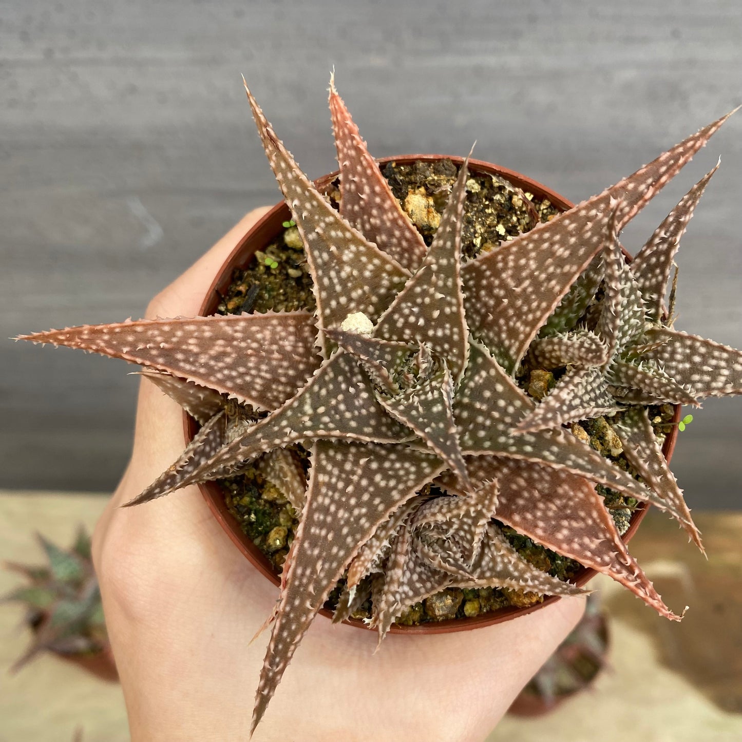 No.08012　アロエ　5個セット　2.5号鉢