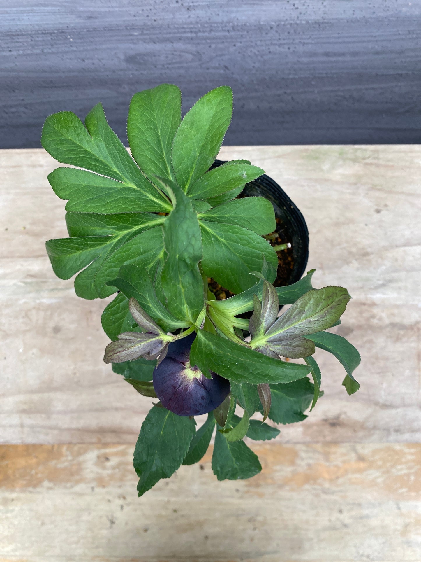 No.05089　横山園芸★クリスマスローズ　シングル咲き　5号苗ポット