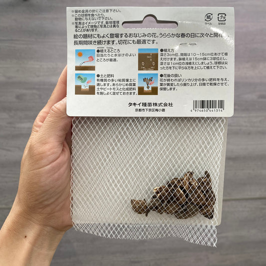 アネモネ　球根　一重咲き　青色