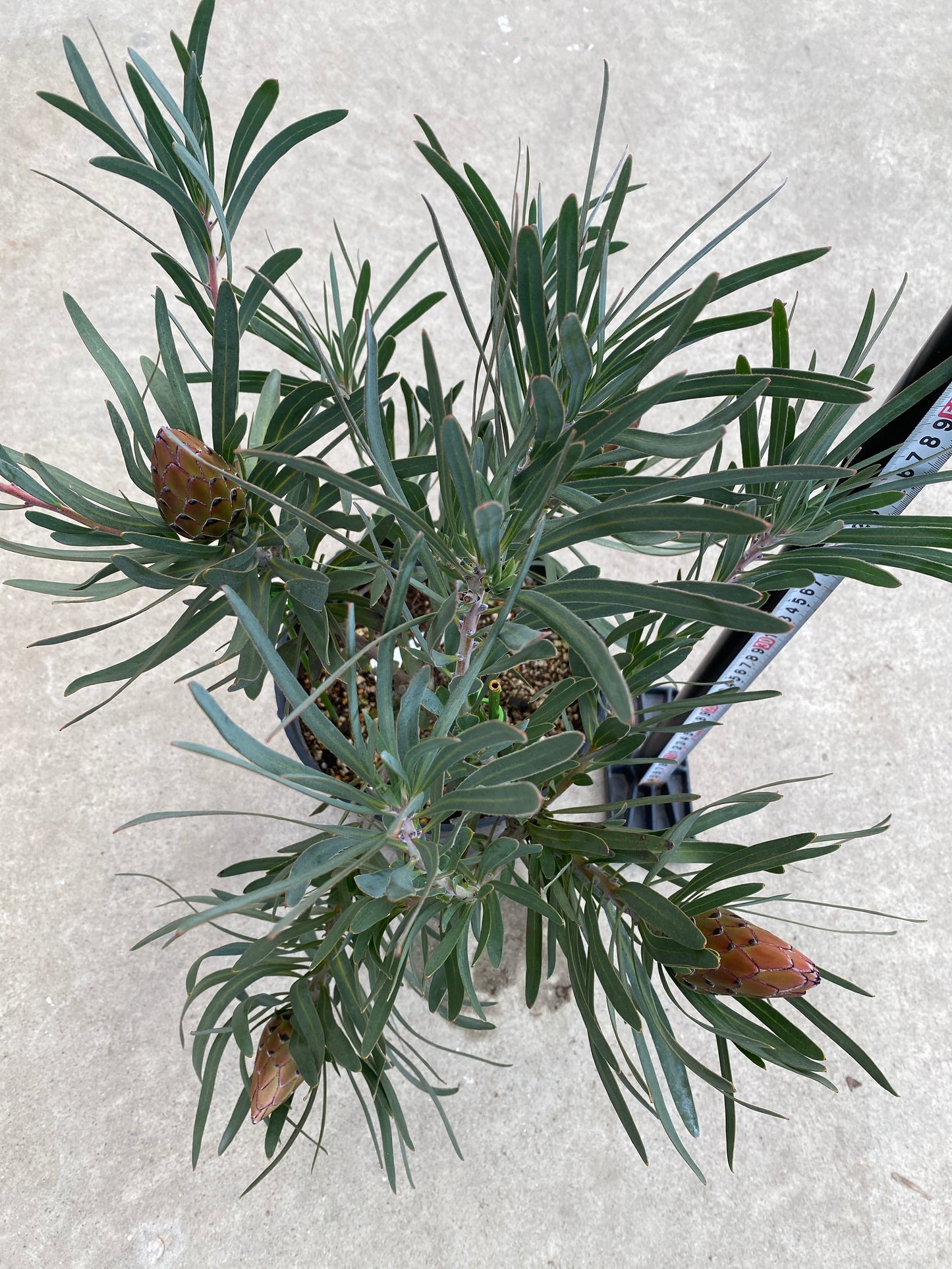 No.28039　プロテア　ジュリエット　7号鉢