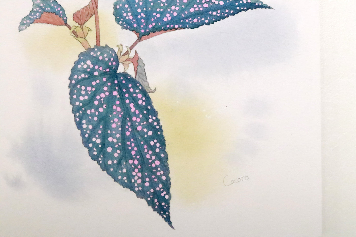 原画★木立性ベゴニア　Benigo　Bタイプ　20×20cm