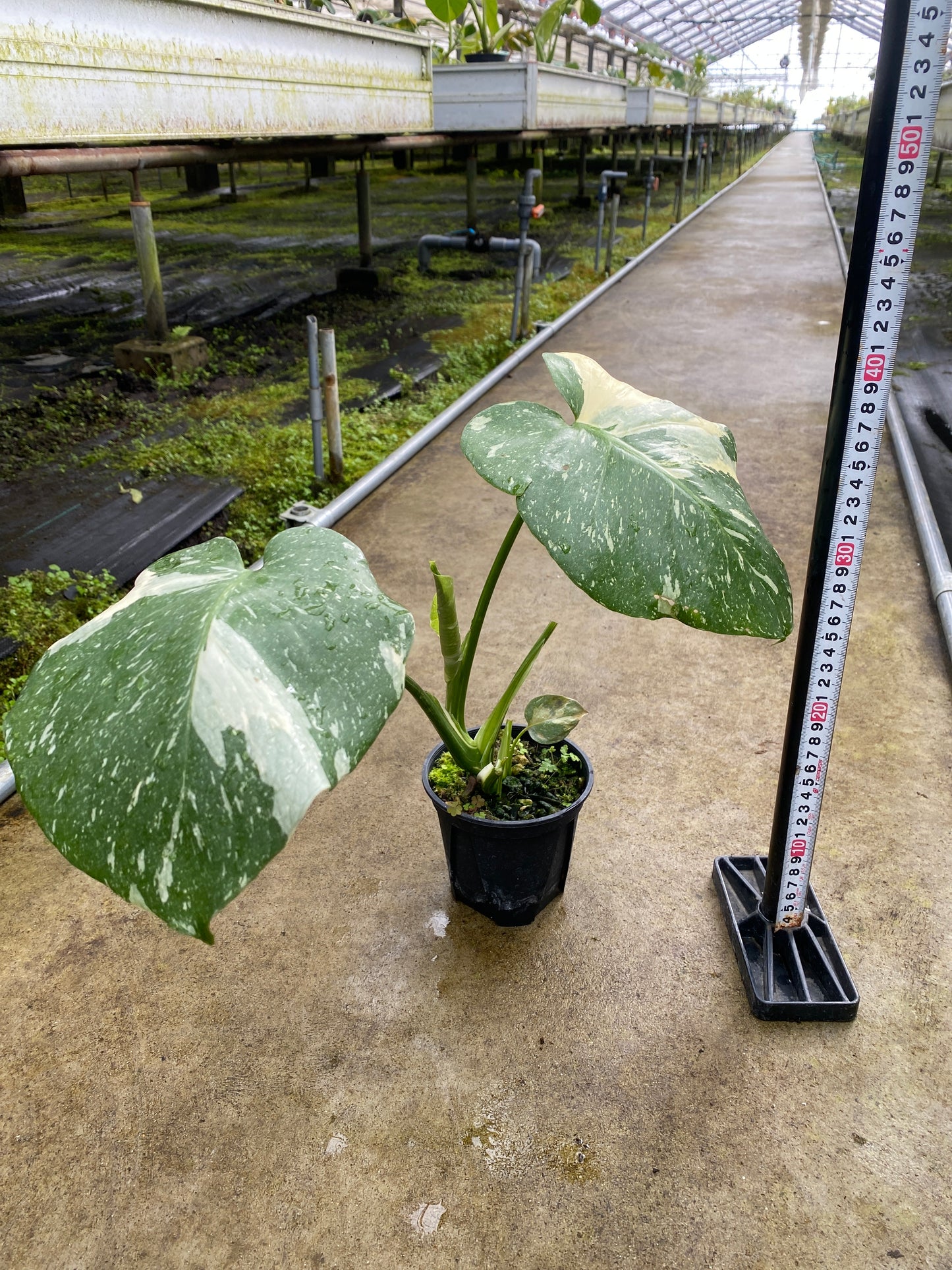 農場創業祭 No.26175　モンステラ　タイコンステレーション　3号鉢