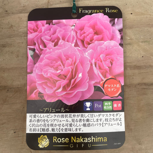 ローズなかしま★フレグランスローズ アリュール 5号鉢