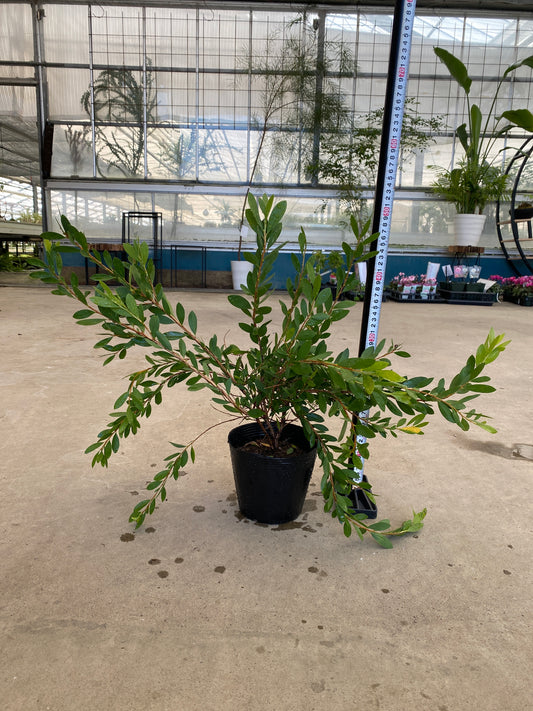 岡本緑花特集　カリステモン　ホワイトアンザック　5号苗ポット