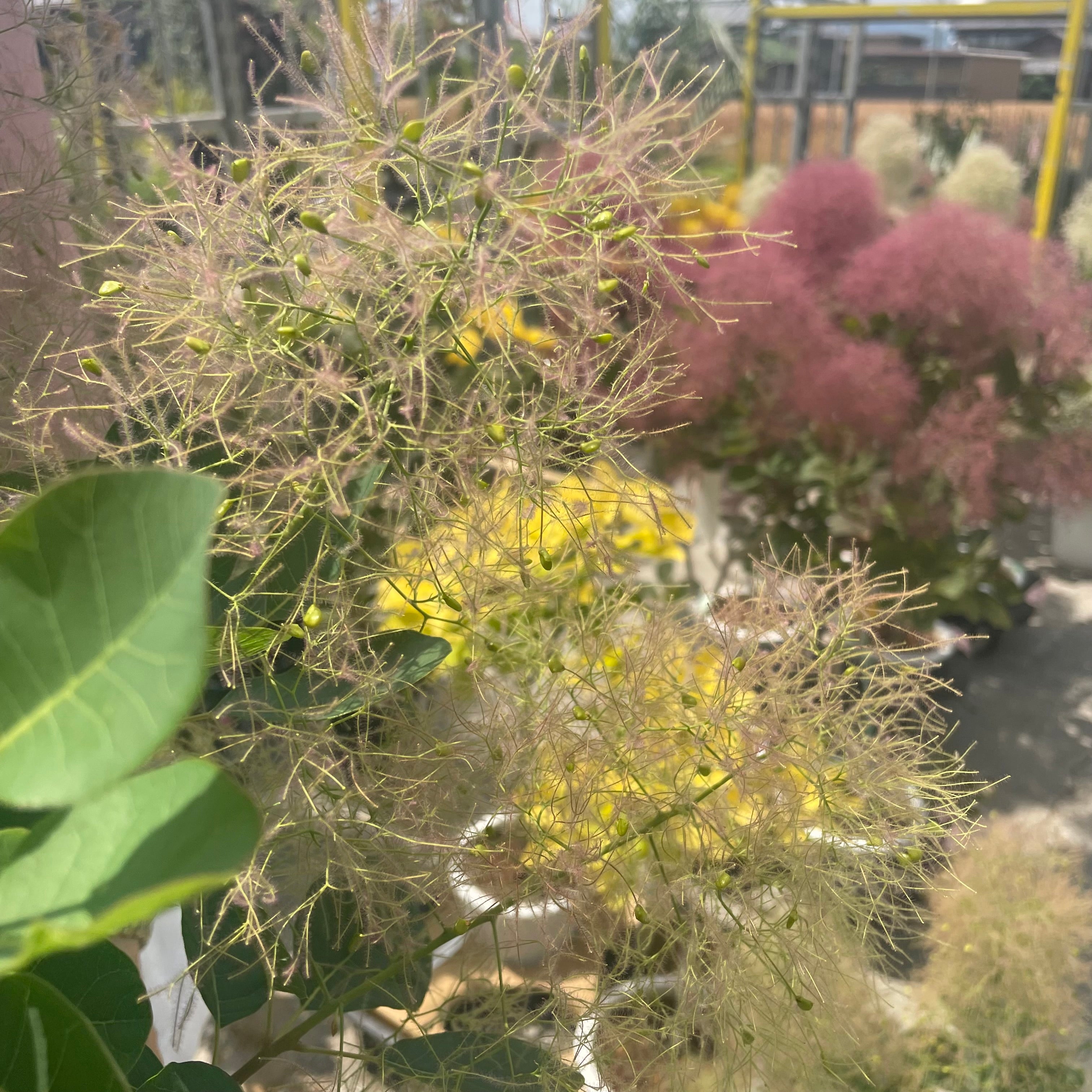 No.26035 スモークツリー ヤングレディー 6号鉢 – 植物家族