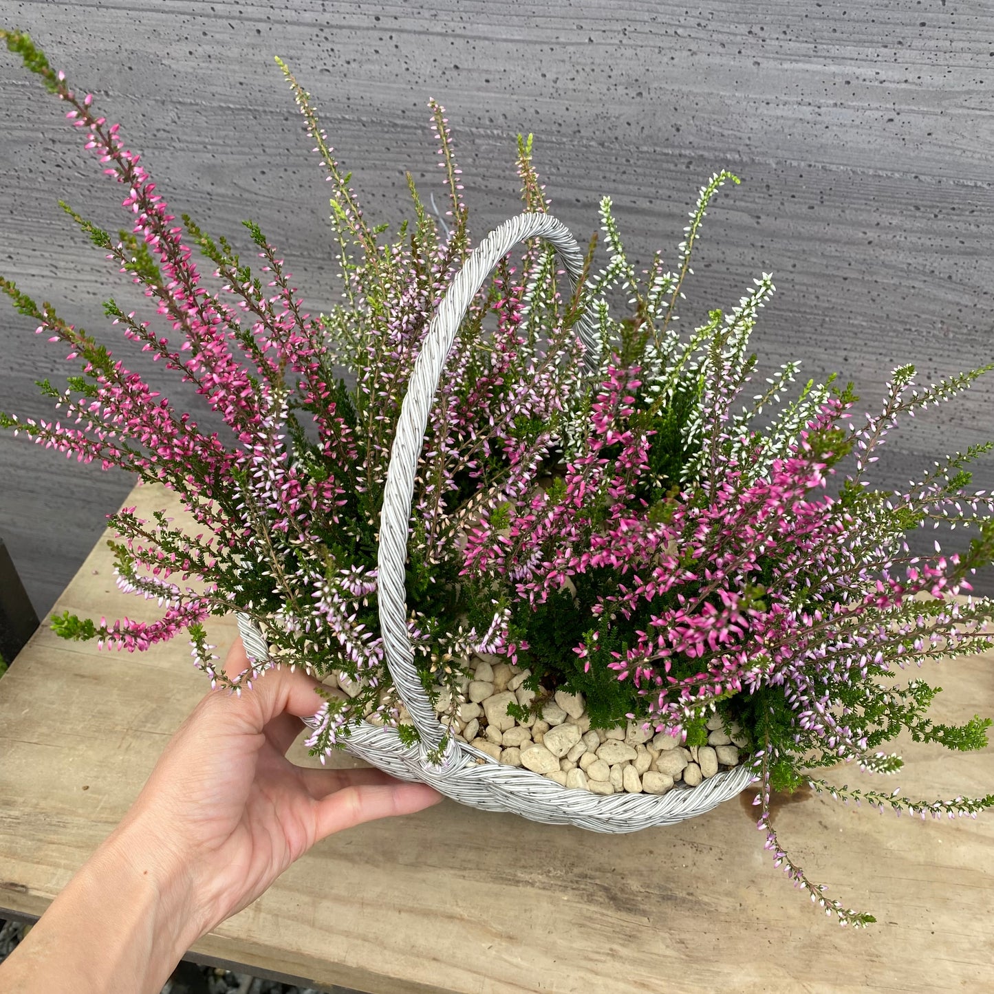 社長植栽★　カルーナ　ガーデンガールズ6ポット寄せ植え　手付きバスケットグレー