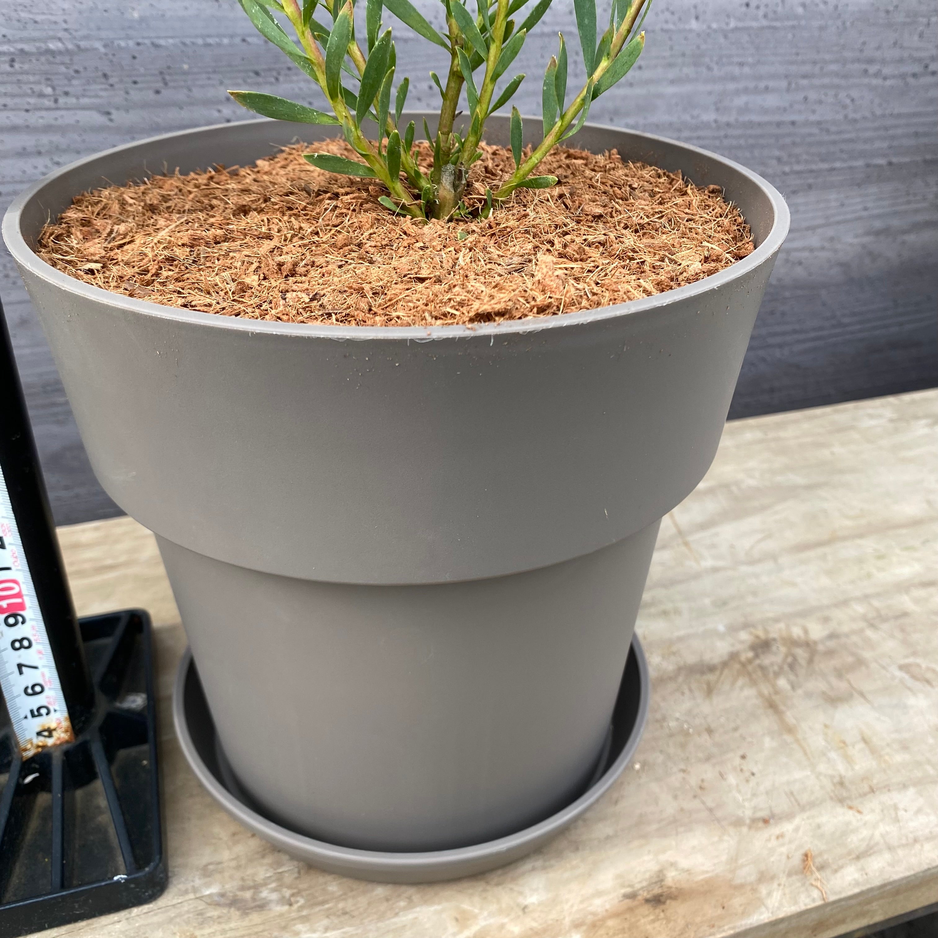 19027 リューカデンドロン イエローデビル 7号グレーポット 受皿付き