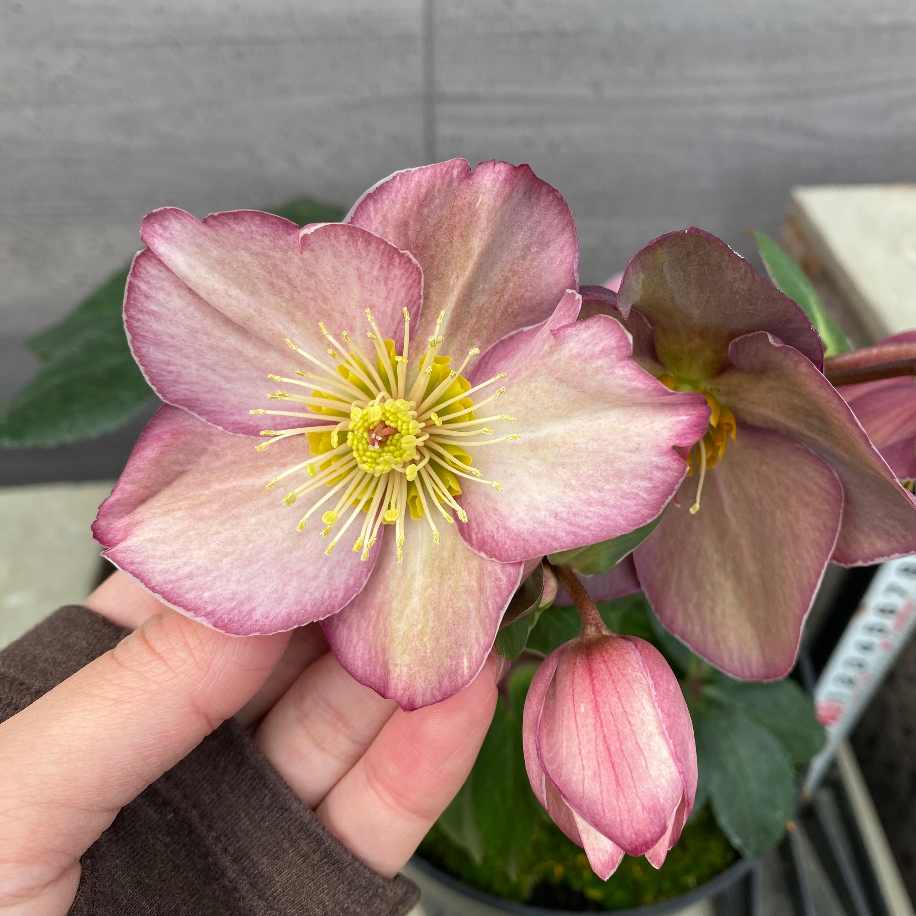 商品 – 植物家族