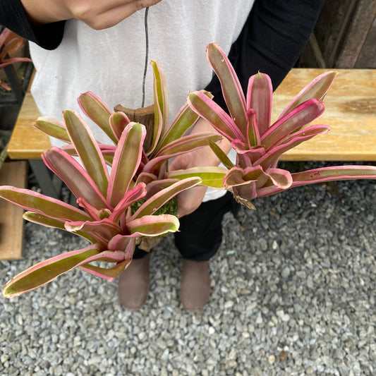 No.26024　ネオレゲリア　流木仕立て