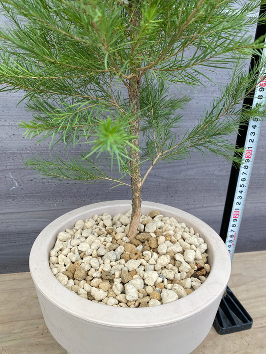 ゆっこ様売約★メディカルティーツリー　オリジナルポット