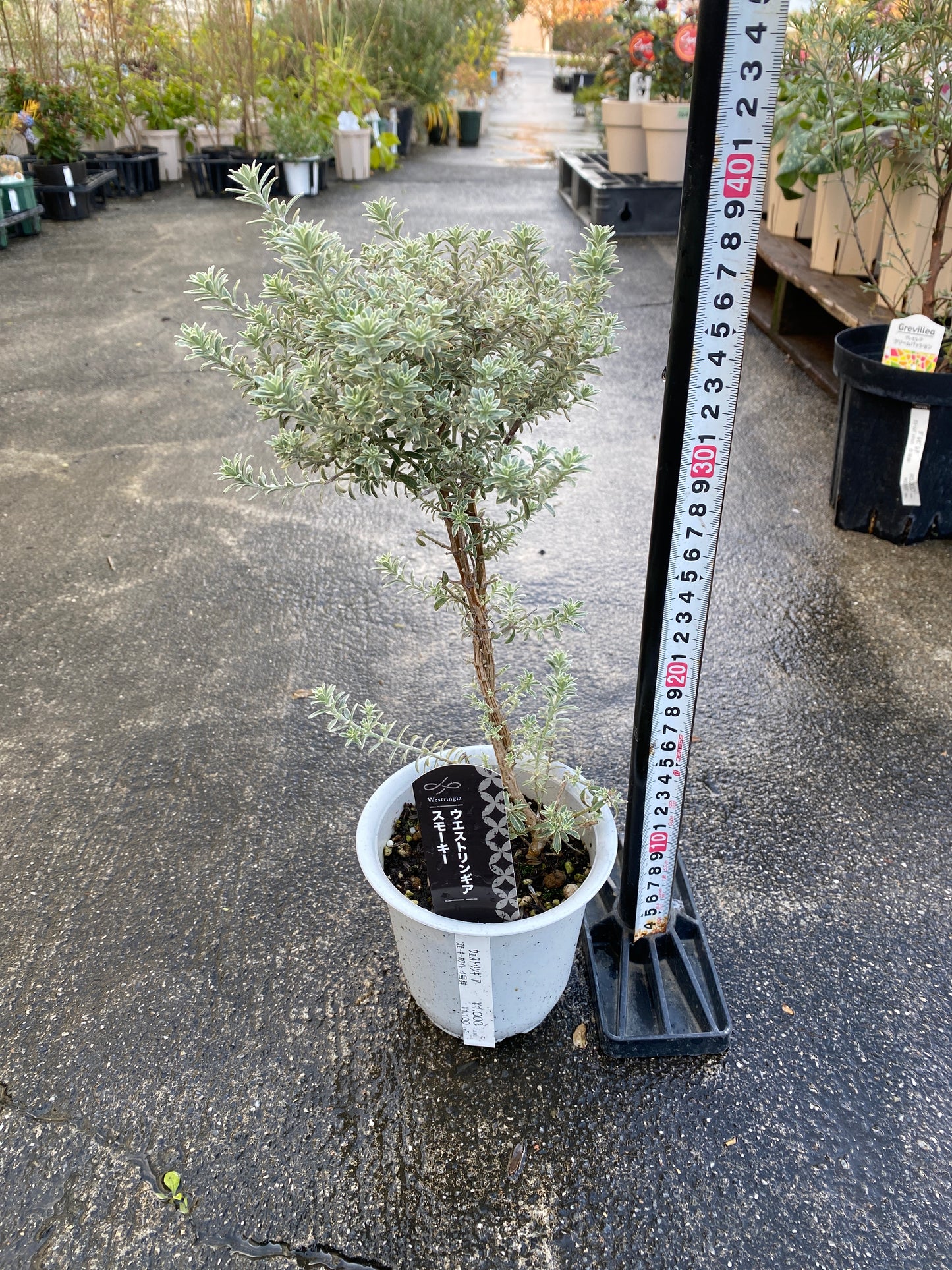 農場創業祭 No.26021　ウエストリンギア　スモーキーホワイト　4号鉢