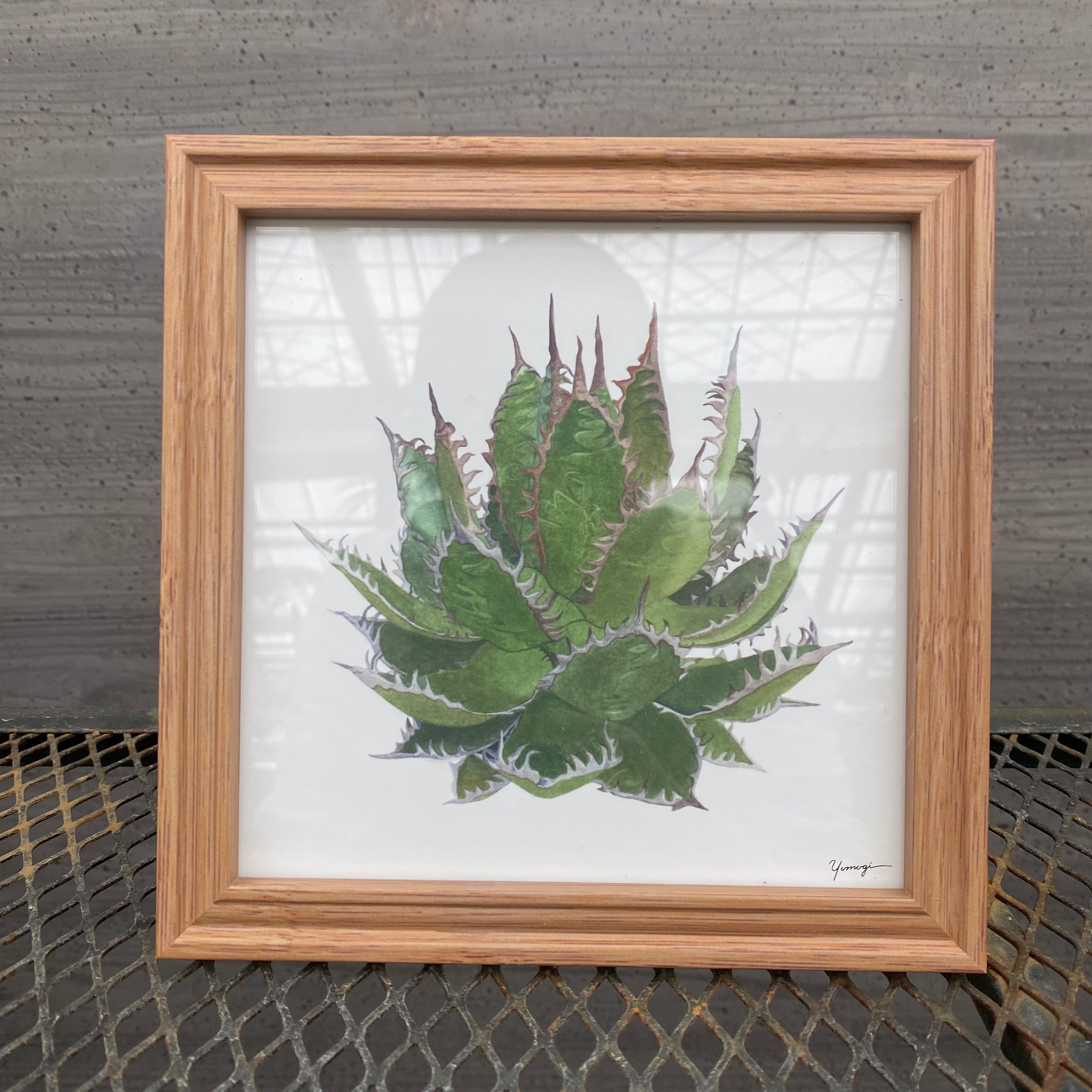 Pickup 全ての商品 – 植物家族