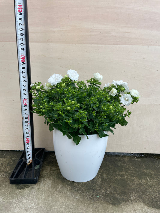 M09　カンパニュラ　ホワイトライクミー　5号鉢