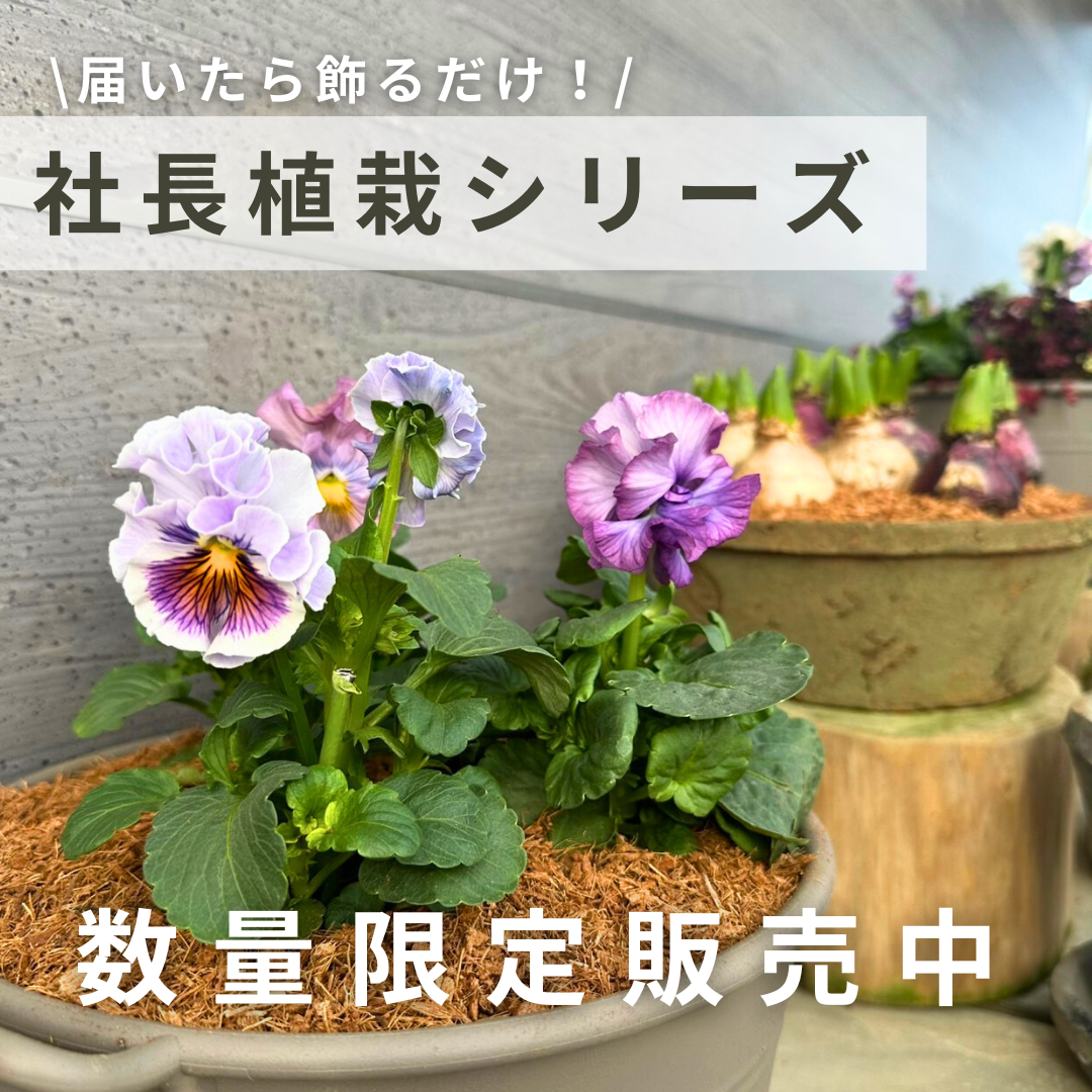 届いたら飾るだけ！大特価の社長植栽シリーズ販売中！