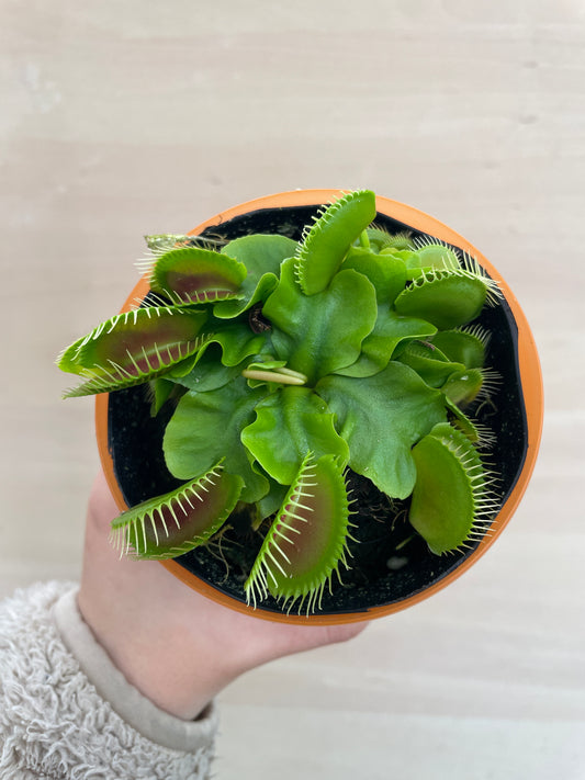 M04　食虫植物　ハエとり草　3号鉢