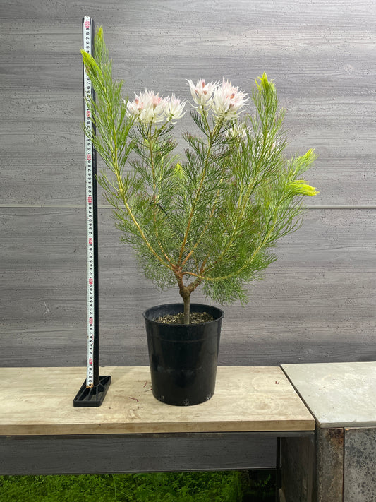 No.10008 セルリア フロリダ スパーブブラッシュ 7号鉢