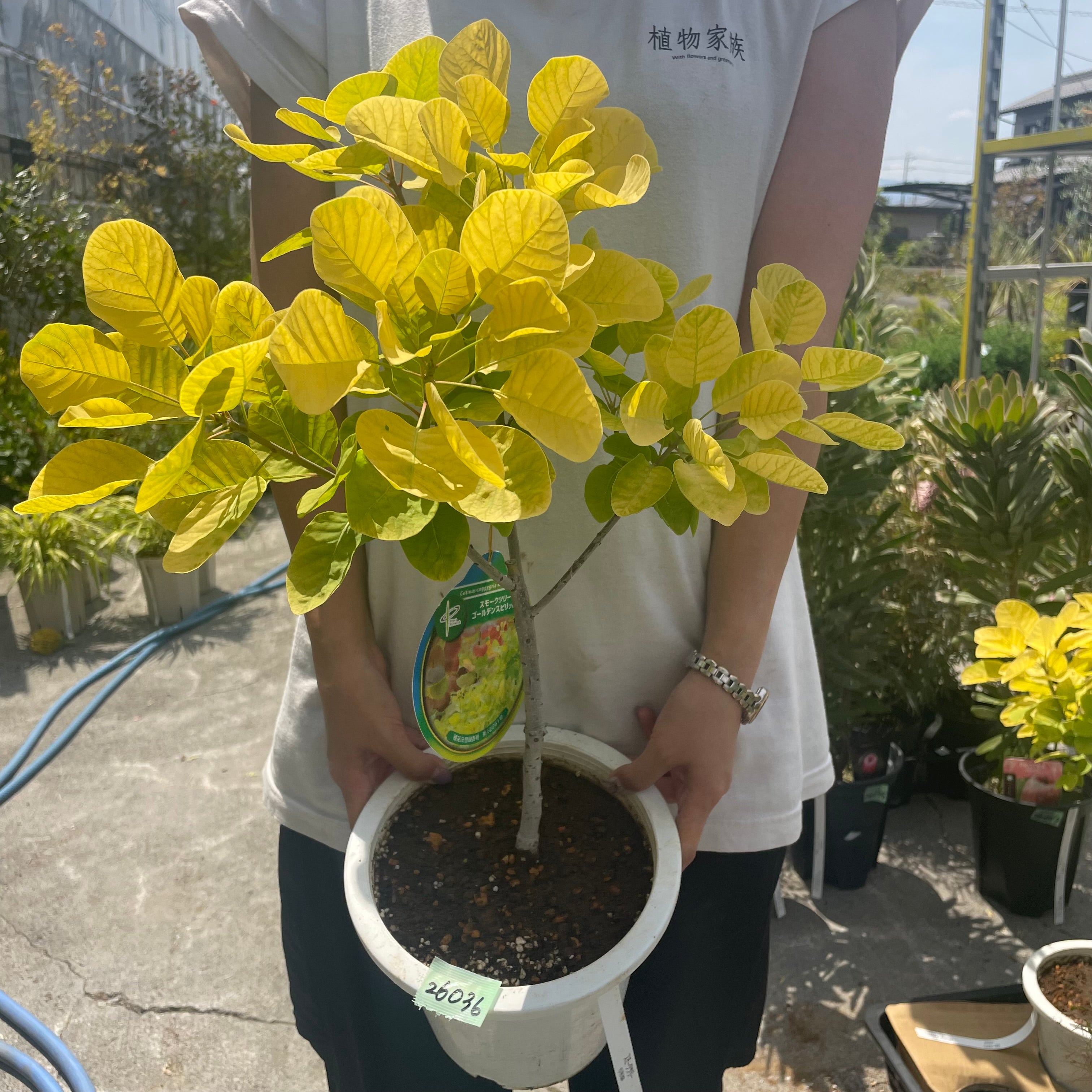 No.26036 スモークツリー ゴールデンスピリット 6号鉢 – 植物家族