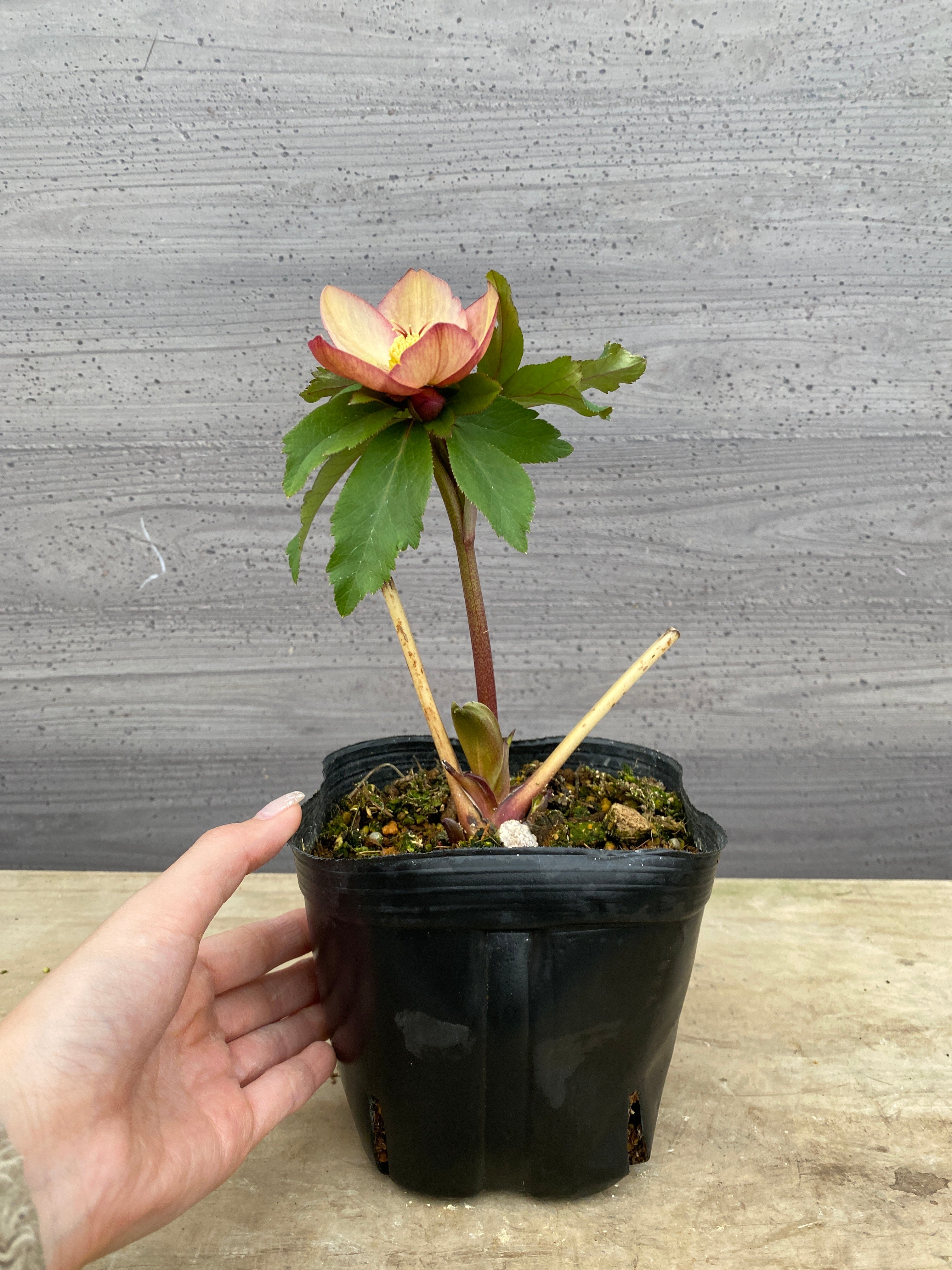 Pickup 全ての商品 – 植物家族