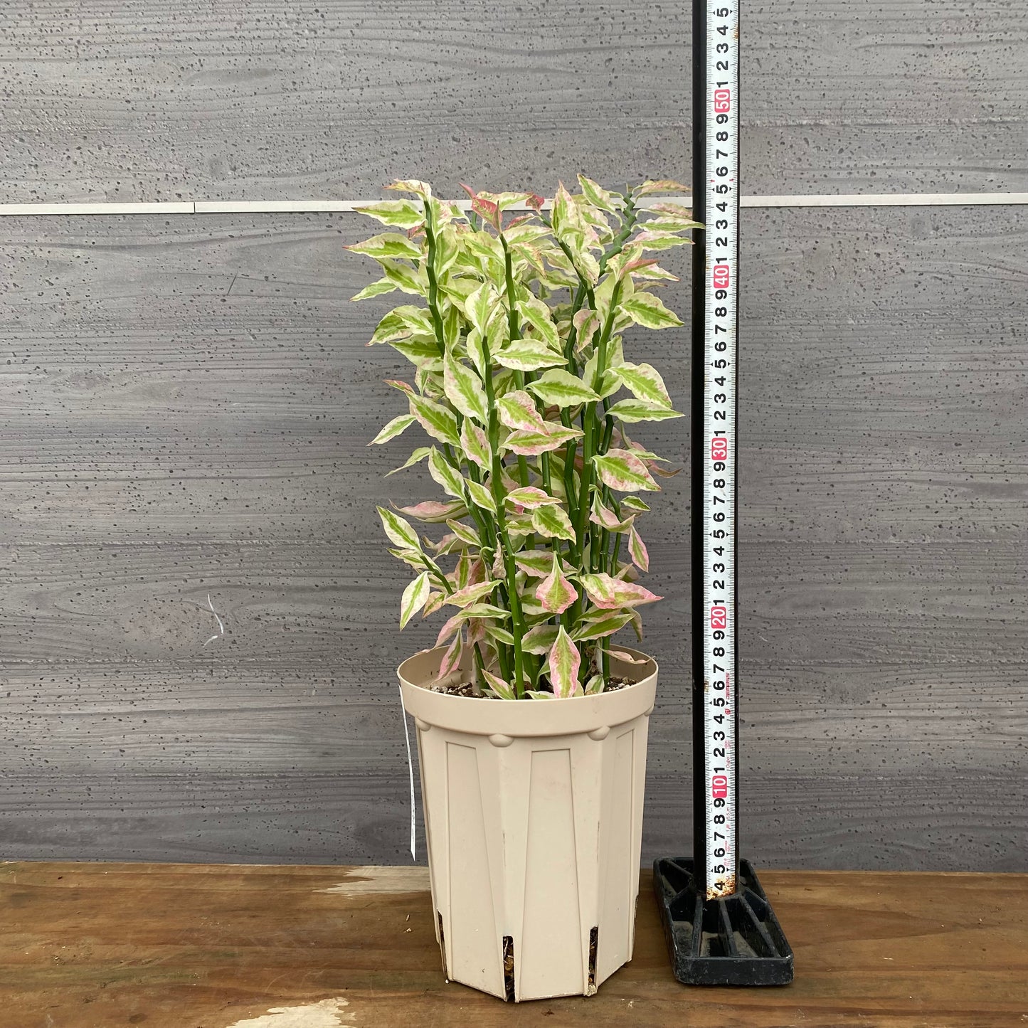 市場仕入れ即売会　No.25016　ペディランサス　5号鉢