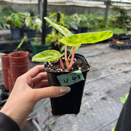 URBAN JUNGLE特集★U43　ペペロミア　ネオン　3号鉢