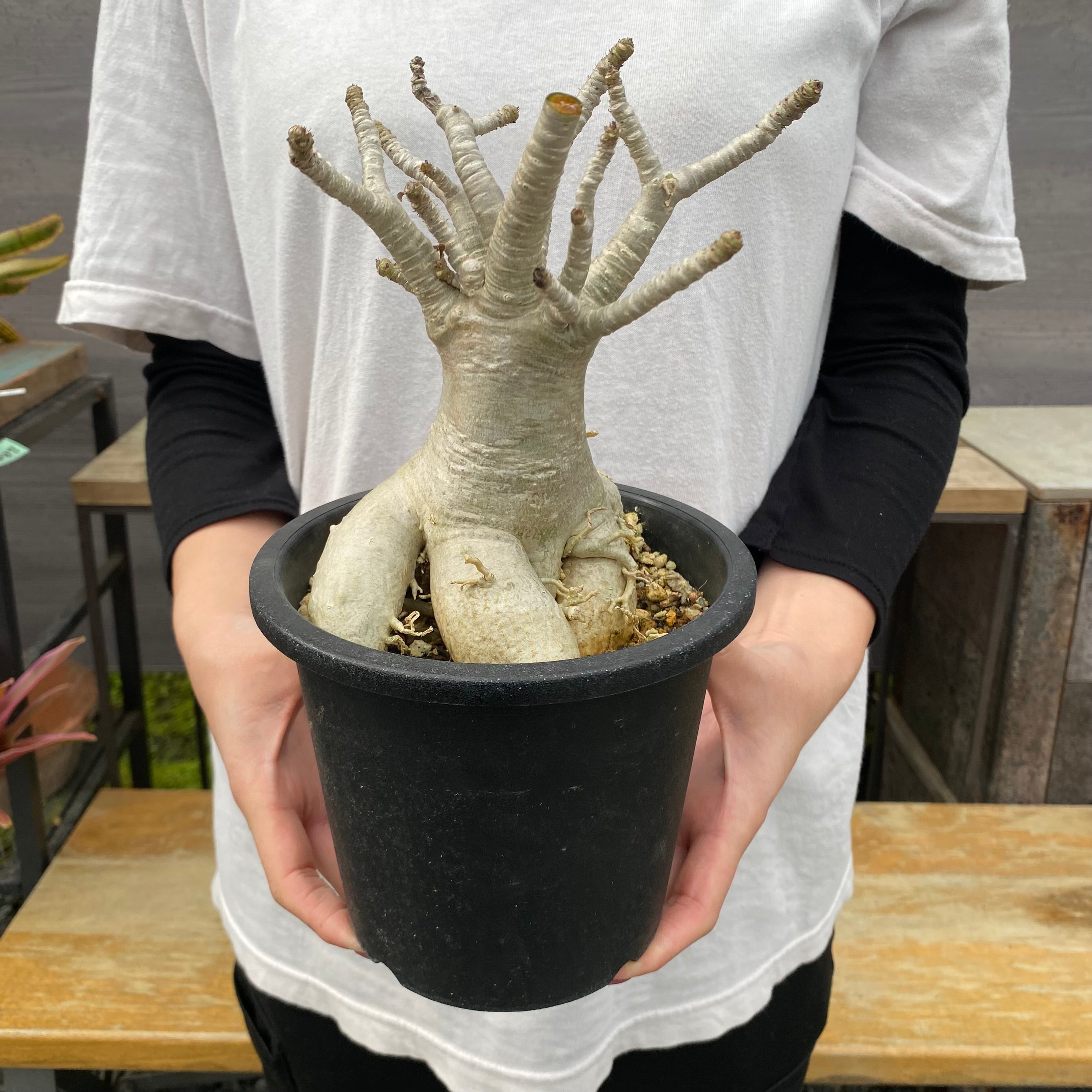 植物 – 植物家族