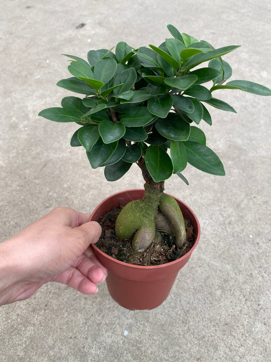 No.28005　ガジュマル　4号鉢