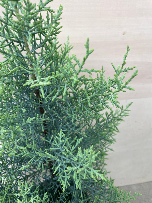 M26　サルフレア　5号鉢