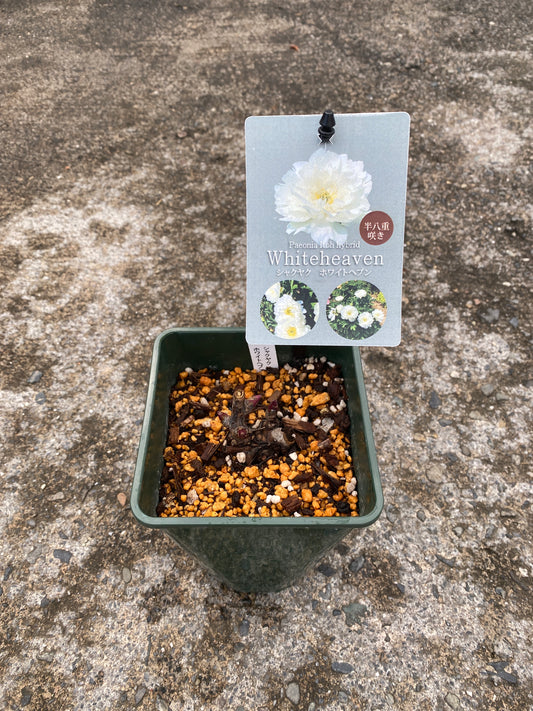 農場創業祭 No.26078　シャクヤク　ホワイトヘブン