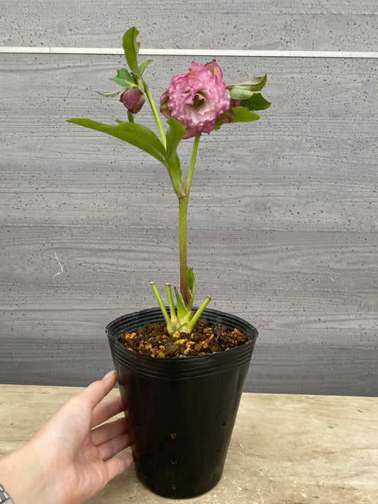 No.05146　横山園芸★クリスマスローズ　プリマドレス　5号苗ポット